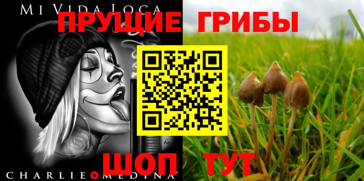 Псилоцибиновые грибы Psilocybe Гурьевск